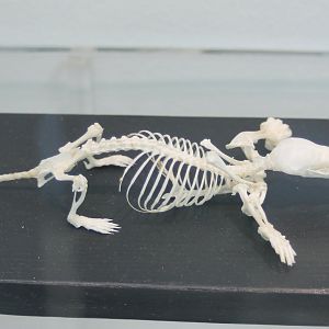 Skeleton European mole