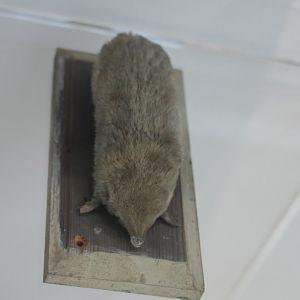 Golden mole species