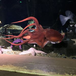 Giant pacific octopus-Ophelia