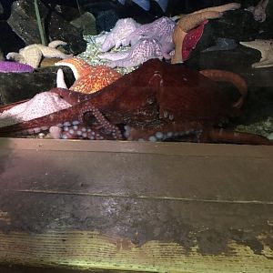Giant pacific octopus-Ophelia