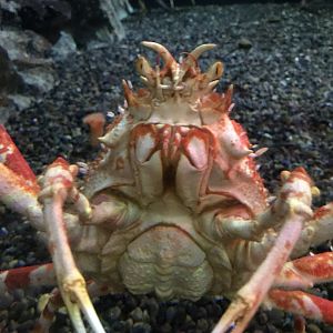 Japanese spider crab