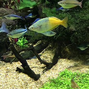 Boeseman's/turquoise/banded rainbowfish