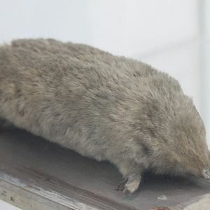 Golden mole species