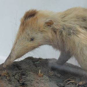 Solenodon species