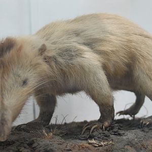 Solenodon species