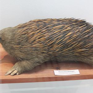 Short-beaked echidna