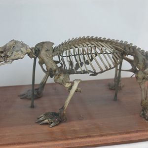 Skeleton Short-beaked echidna