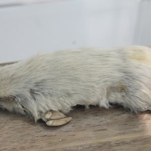 Southern marsupial mole
