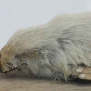 Southern marsupial mole