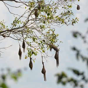 Baya weaver nests