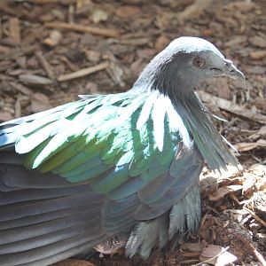 Nicobar pigeon