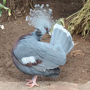 Victoria crowned pigeon