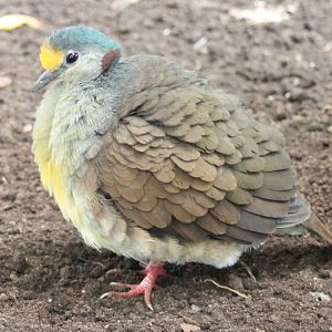 Sulawesi quail dove