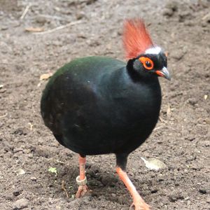 Red-crested wood-partridge