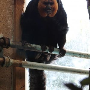 White-faced saki