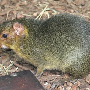 Acouchi subspecies pratti