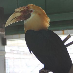 Papuan hornbill - male