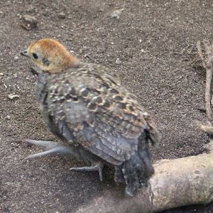 Grey peacock-pheasant - chick