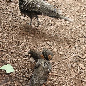 Grey peacok-pheasant family