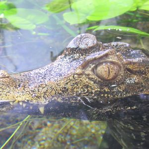 black caiman