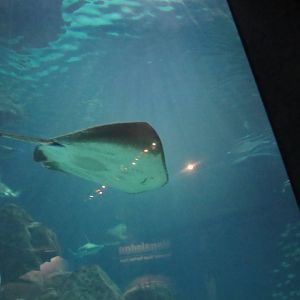 can somebody identify