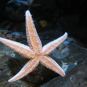 can somebody identify