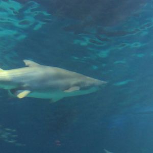 sand tiger shark