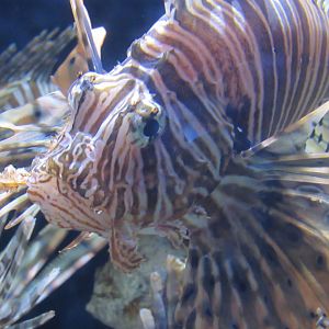 lion fish