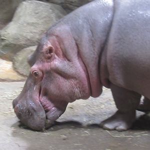 hippo