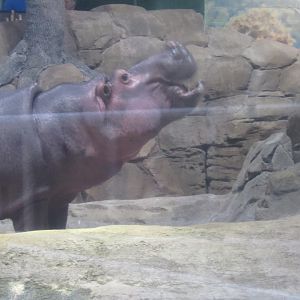 hippo