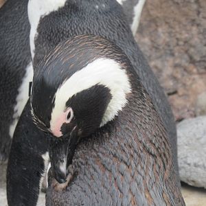 African penguin