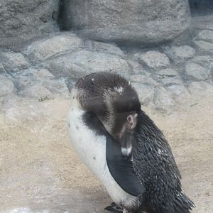 African penguin
