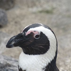 African penguin