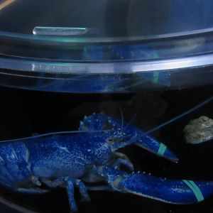 blue lobster