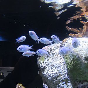 can someone identify