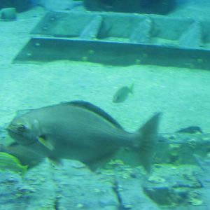 can somebody identify