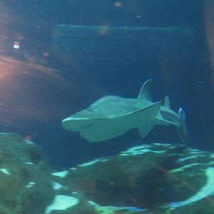 Can somebody identify