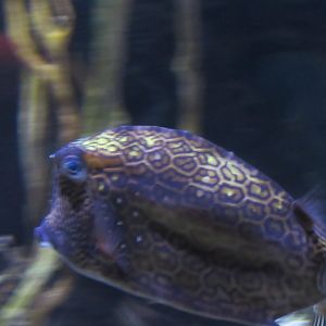 Can somebody identify