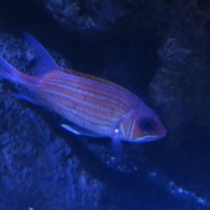 Can somebody identify