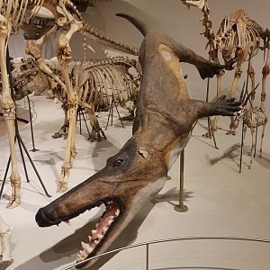 Zoological Museum Copenhagen