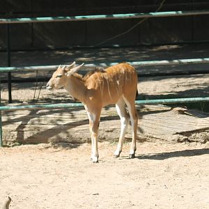 Young Eland