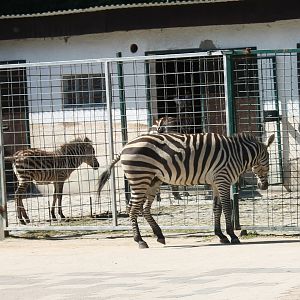 Zebras and stables