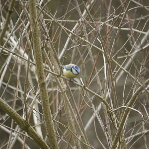 Eurasian Blue Tit