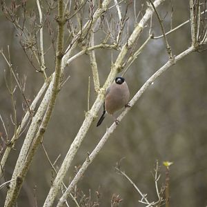 Eurasian Bullfinch