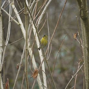 Eurasian Siskin