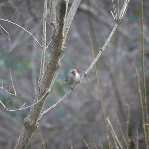 Common Redpoll