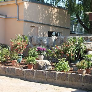 Plants in former Barbary macaque-enclosure
