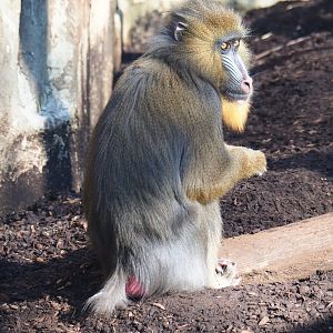 Female Mandrill (Mandrillus sphinx), Feb 27th, 2019
