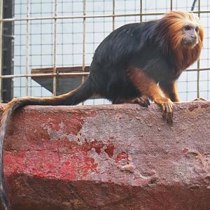 Golden-headed lion tamarin (Leontopithecus chrysomelas), Feb 27th, 2019