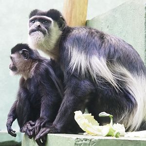 Adult and juvenile mantled colobus (Colobus guereza), Feb 27th, 2019
